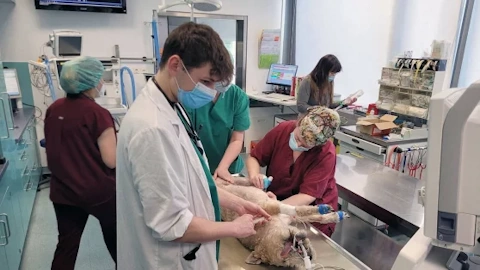 Un vétérinaire ausculte un chien