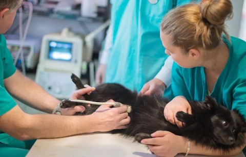Des vétérinaires échographient un chat