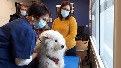 Une vétérinaire ausculte un chien